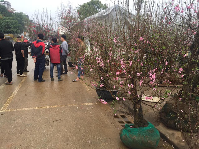 Hoa đào núi Sa Pa trồng trong vườn nhà dân luôn được người chơi hoa chọn mua về chưng phòng khách ngày tết với giá bán từ 500.000 đồng tới hàng triệu đồng/chậu