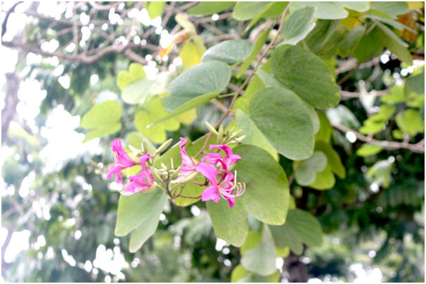 Những cánh hoa ban khoe sắc tím trên con đường Bắc Sơn, Hoàng Diệu.