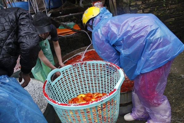 Ảnh: Như Trường.