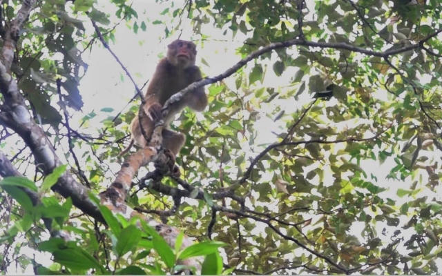 Thả 10 cá thể khỉ về Vườn Quốc gia Bái Tử Long