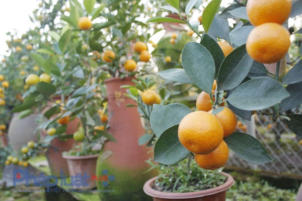 Mặc dù nuôi trong chiếc bình nhỏ, nhưng trái vẫn to và đẹp như trồng bên ngoài.