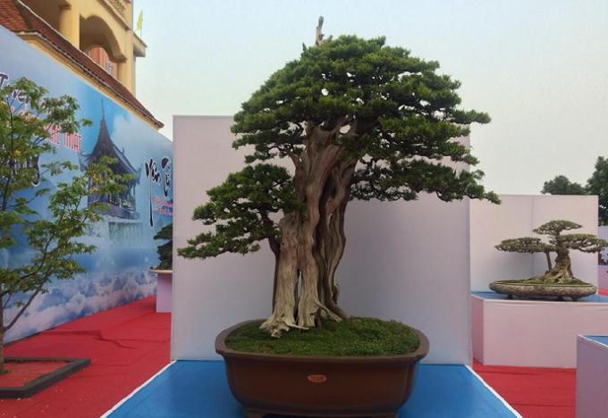 Quảng Ninh: Những t&aacute;c phẩm nghệ thuật Bonsai độc đ&aacute;o tại triển l&atilde;m c&acirc;y cảnh nghệ thuật Y&ecirc;n Tử 2018