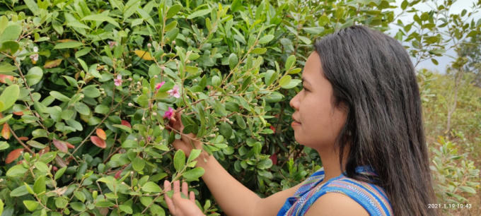 Hoa sim tượng trưng cho những cô gái đơn giản mộc mạc với tấm lòng thủy chung đang ngóng chờ người thương trên những triền đồi, triền núi.