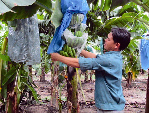 Ảnh: T.Đ ( Hoinongdan)