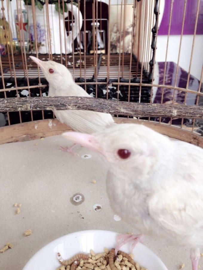 2 con choè than bạch, chân hồng, mỏ hồng, mắt đỏ.