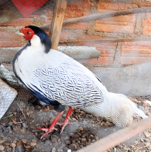 Gà lôi trắng còn duy nhất trên thế giới tại Quảng Bình. CGCC