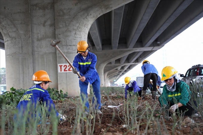 Công nhân đang gấp rút trồng cây dưới gầm cầu cạn vành đai 3, dự kiến sẽ hoàn thành sau tết Nguyên đán.