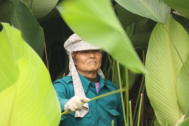 Gia đình bà Đào Thị Kê (thôn Tràng Cát) năm nay trồng được khoảng 3 sào lá dong. Cây cho thu hoạch lá quanh năm nhưng người dân trong thôn tập trung chủ yếu vào hai vụ chính đó là rằm tháng Bảy và Tết Nguyên đán. "Tính đến thời điểm hiện tại thương lái chưa về mua, họ về mua đông nhất là vào khoảng 20 tháng Cháp nên cũng không biết giá cả năm nay thế nào, phải đợi lúc đó mới rõ. Hiện tại các gia đình trong thôn phần lớn là cắt lá dong ở vườn về rồi xếp loại, bó thành từng bó nhỏ với số lượng 100 lá một bó sau đó đợi thương lái về mua", bà Kê cho biết.