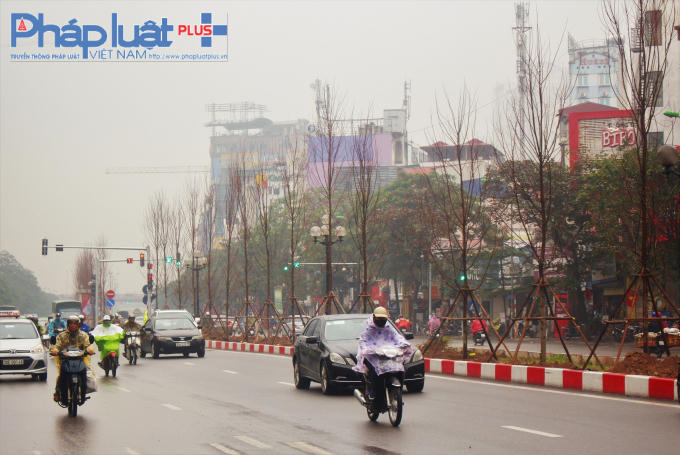 Đây là lần đầu tiên loại cây này được trồng ở Thủ đô.