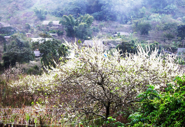 Bản làng người Mông vào Xuân.