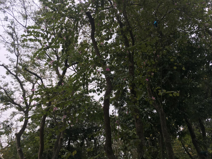 Hoa ban tím bên Bờ Hồ