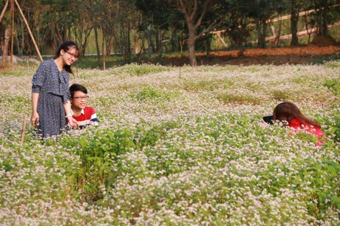 Vào hời gian hoa trổ bông đã có hàng nghìn lượt khách đến khu du lịch sinh thái Thung Nham để tham quan.