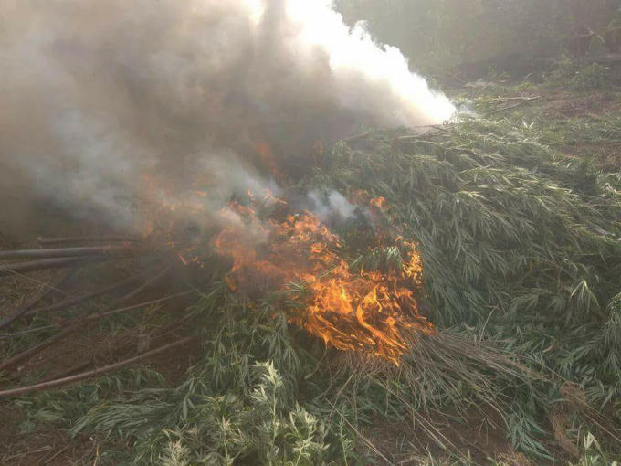Cơ quan chức năng tiêu hủy trong rẫy của Nguyễn Đức Hà .