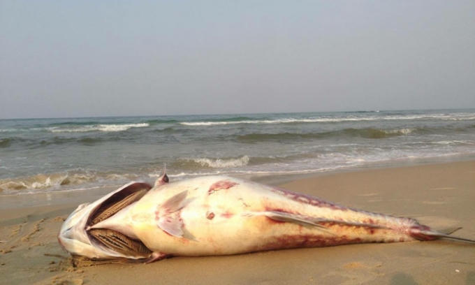 Cá chết tại các tỉnh miền Trung là do công ty Fomasa xả thải.