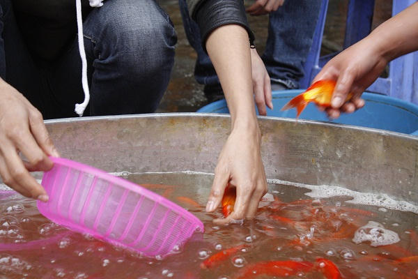 Những ngày này khách đến mua nhiều, mỗi ngày cũng bán được từ 2 đến 3 tạ - theo một tiểu thương tại chợ cho biết.