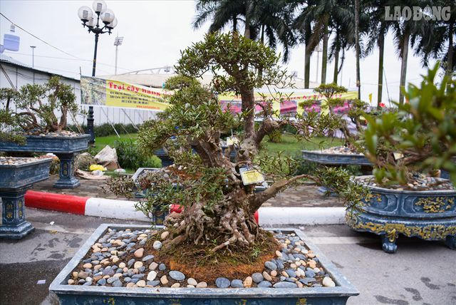 Tại triển lãm sinh vật cảnh chào xuân Kỷ Hợi được tổ chức tại SVĐ Mỹ Đình (Hà Nội), dàn cây đỗ quyên cổ thụ của ông Lê Văn Minh (Sa Pa, Lào Cai) gây chú ý nhờ hình dáng độc lạ. Trong đó, cây đỗ quyên trên 400 năm tuổi được rao bán với giá 860 triệu đồng.