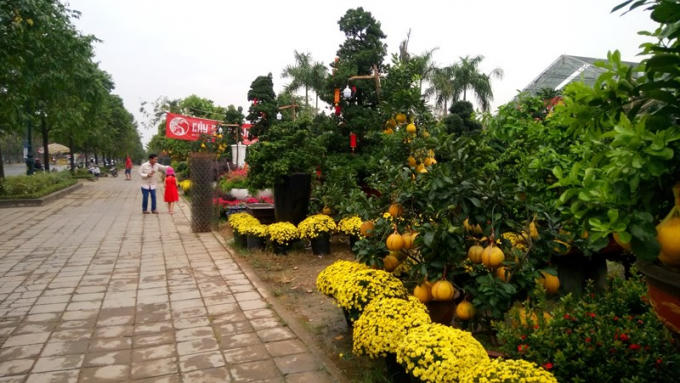 Nhiều loại hoa, c&acirc;y cảnh chưng Tết đ&atilde; xuống phố b&agrave;y b&aacute;n tr&ecirc;n nhiều tuyến đường tại TP.HCM.