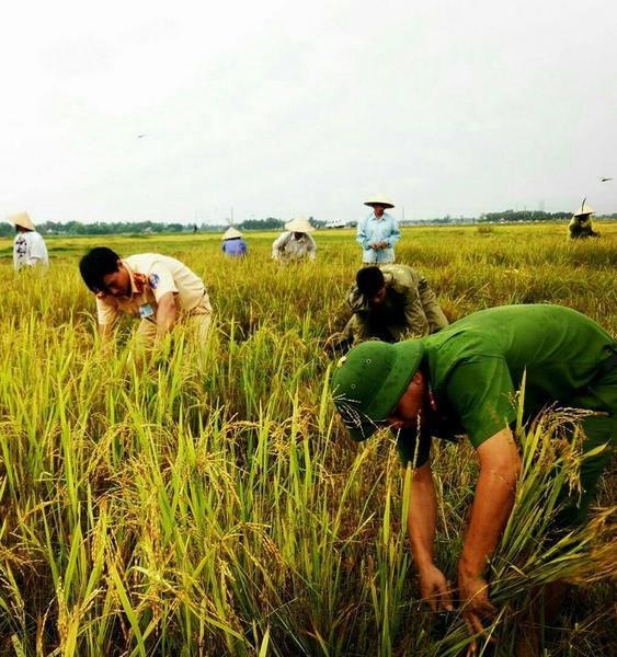 Công an huyện Thạch Hà (Hà Tĩnh) chủ động ra quân giúp dân thu hoạch lúa trước khi bão về.