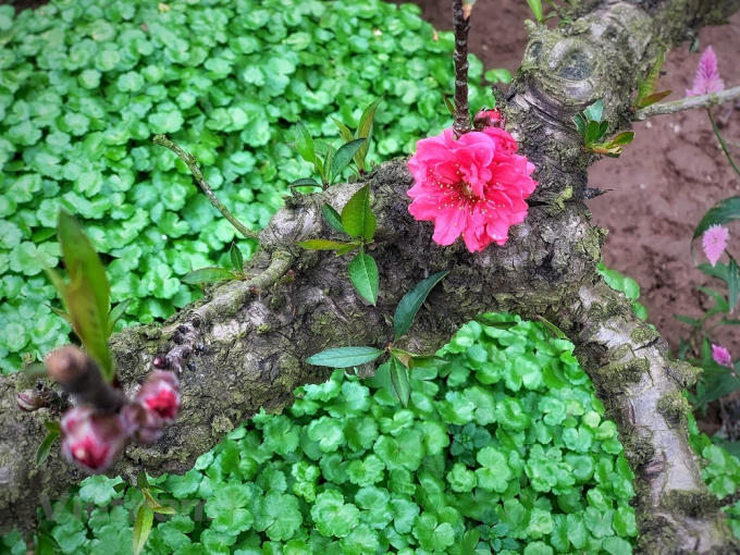 Với giống đào Thất thốn, người ta không thể lý giải vì sao nụ hoa lại có thể bật ra từ những chai sần, khô khốc như thế mà bông vẫn to hơn bất kỳ loài hoa đào nào khác. (Ảnh: Tố Linh/Vietnam+)