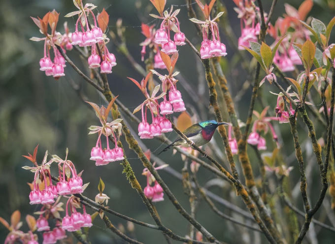 Tại Bà Nà, đào chuông xuất hiện ở khu vực làng Pháp và tập trung nhiều nhất ở khu tâm linh, với số lượng ước tính khoảng 450 cây. Người Bà Nà cho biết, nhờ thích hợp với thổ nhưỡng nơi đây nên đào chuông không đòi hỏi phải chăm sóc cầu kì như những giống hoa khác.