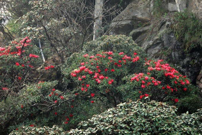 Không chỉ có biển hoa tím đẹp lạ, Fansipan khiến ai lạc bước tới đây cũng ồ lên thích thú bởi muôn vàn loài hoa độc đáo. Tháng 2 thắm sắc đào rừng, mận trắng vừa qua đi, tháng 4 lại tới với hoa đỗ quyên quý hiếm đỏ rực những vạt rừng, những gốc hoa anh đào như đốm lửa xòe nở giữa sương lạnh…