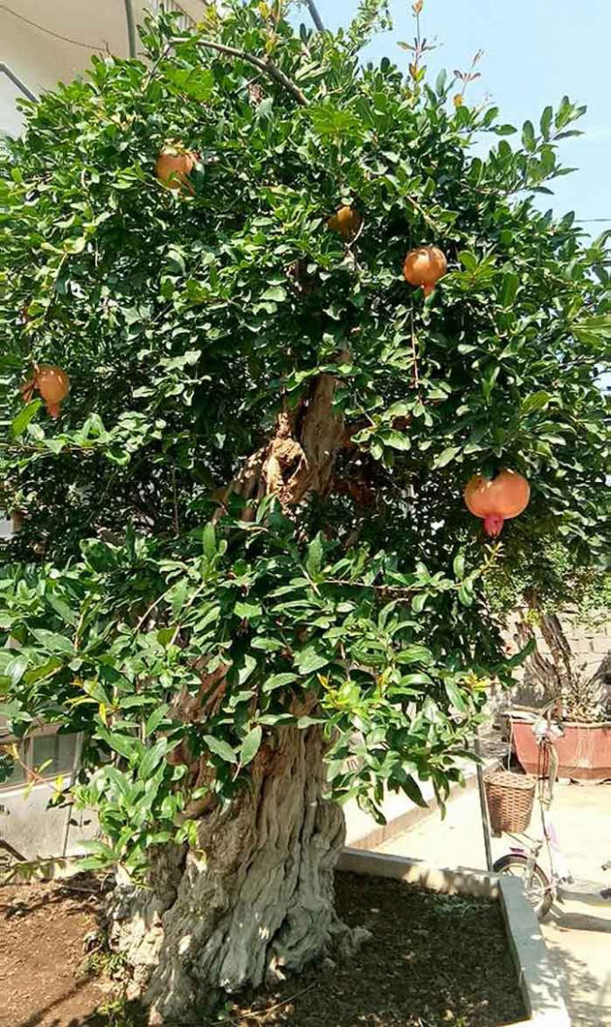 Cây lựu mấy năm nay vẫn ra hoa kết trái và đang được khách trả tới 10 tỷ đồng nhưng ông Minh không bán