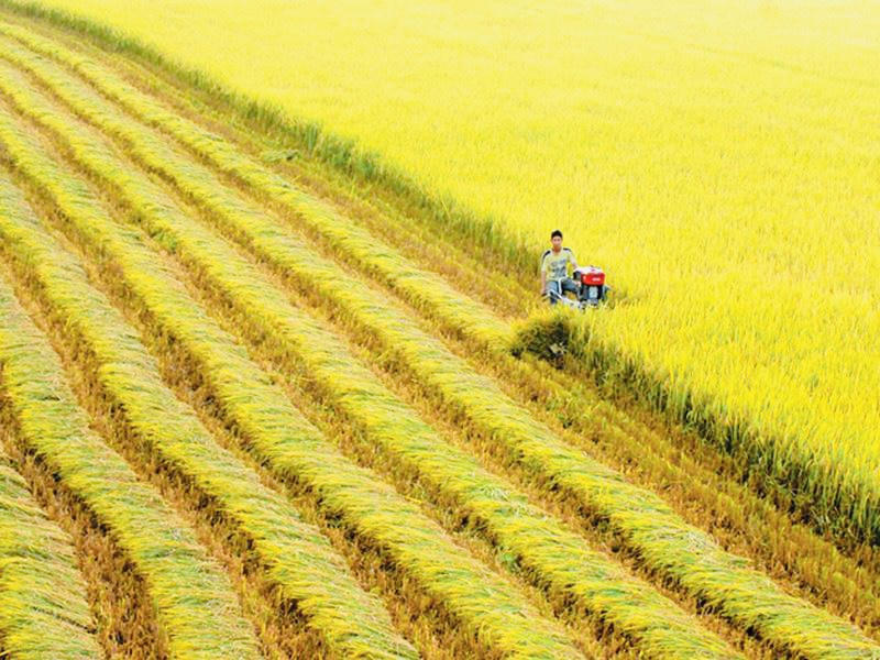 Đồng Nai sẽ phát triển chuỗi sản xuất nông nghiệp bền vững giữa nông dân và doanh nghiệp, hợp tác xã.