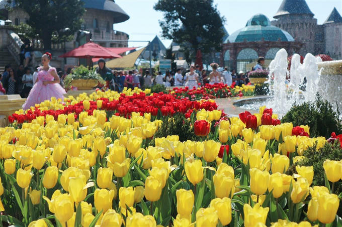 Đón Tết thật phong cách với triệu hoa tulip trên đỉnh Bà Nà