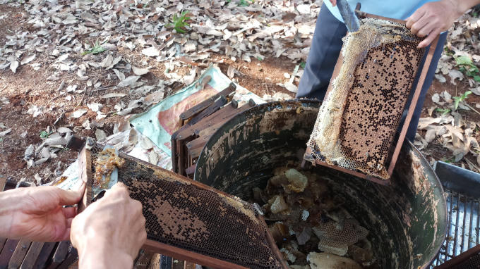 Cắt sáp ong thừa vít nắp để chuẩn bị quay mật