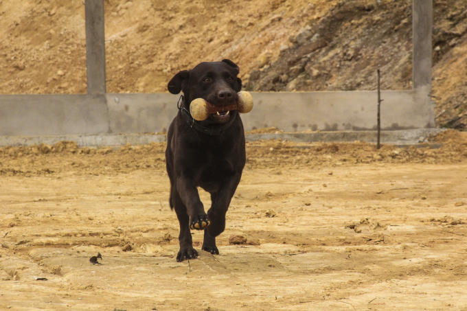 Khác vẻ bề ngoài hung giữ vốn có, "khuyển binh" là những chú chó hết sức trung thành biết biểu lộ tình cảm. (Ảnh: Hải Long).