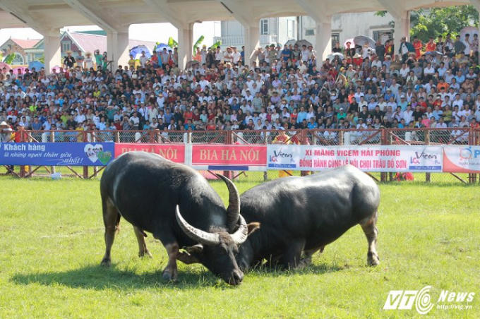 Sau sự cố "ông trâu điên'' húc chết chủ nhân ở vòng loại, Ban tổ chức đã dựng thêm một hàng rào bảo vệ bằng gỗ lồng với hàng rào bằng sắt có sẵn, nhằm đảm bảo tuyệt đối an toàn, không cho các "ông trâu" quá khích vượt rào ra ngoài, đe dọa đến sự an toàn của khán giả.