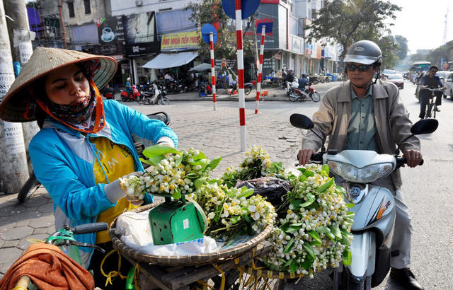 Những chùm hoa bưởi nở đẹp nhất sẽ được lựa bán đổ theo cân sau đó các lái buôn sẽ chia nhỏ thành từng chùm hoặc lạng để bán cho khách.