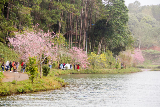 Du khách phương xa và những cặp đôi bản địa chụp hình cưới và hình luuw niệm bên gốc hoa.