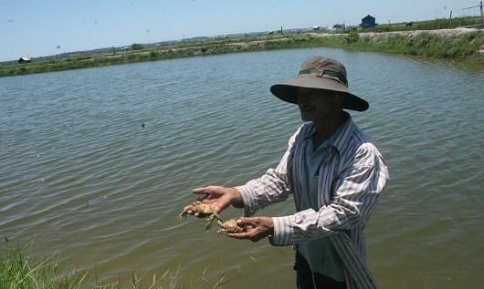 Cua nuôi xen ghép với tôm chết hàng loạt vì nước bị ô nhiễm.