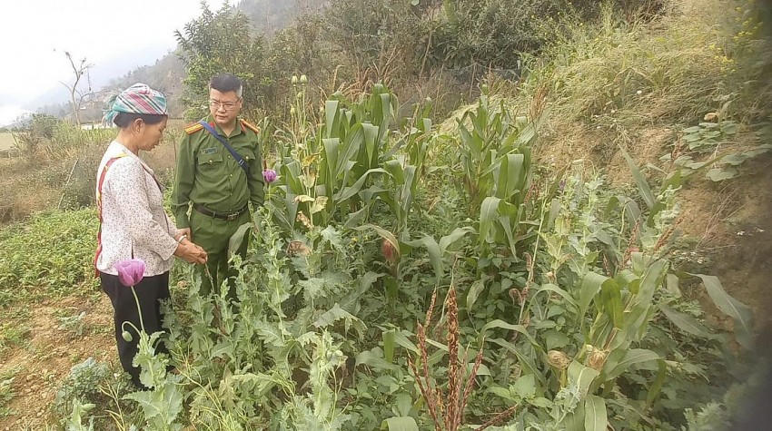 Công an xã Niêm Tòng phát hiện hơn 700 cây cần sa trồng trái phép tại khu vực ruộng của gia đình bà Hoàng Thị Máy. (Ảnh: Công an Hà Giang).