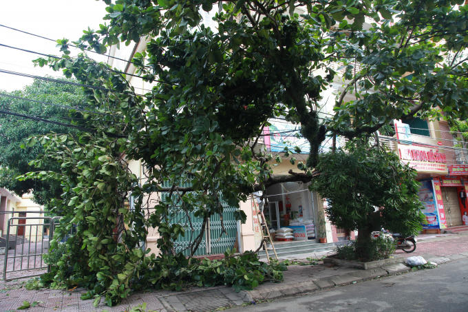 Nhiều cây cối hàng chục năm tuổi vẫn đổ gục trước cơn bão số 10.