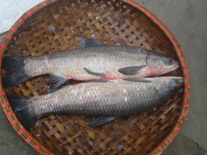 Nguyên liệu chính là loại cá trắm đen, và phải là loại cá tươi mới được bắt từ ao lên.