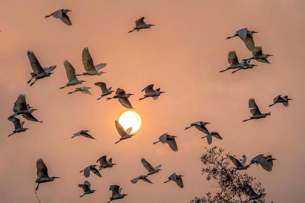 Những đàn cò trắng rủ nhau bay về tổ trên Đảo Cò Chi Lăng Nam.