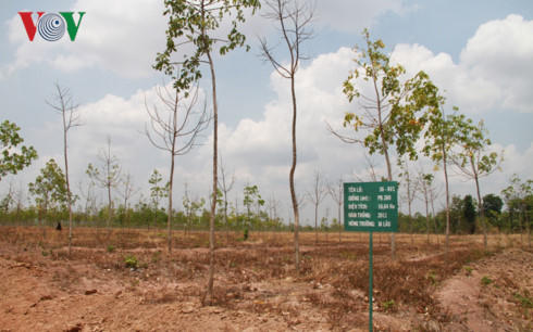 Rừng mất, cao su chết, hiệu quả kinh tế và xã hội kém