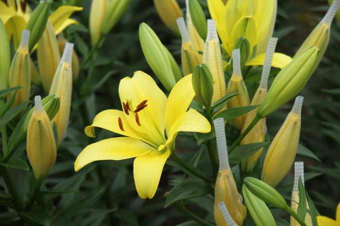 Các gia đình đã phải dùng túi lưới để bọc những nụ hoa để hoa chậm nở hơn