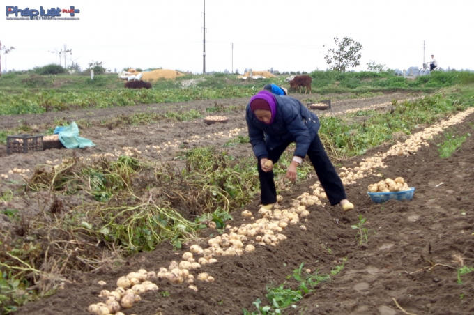 Cả c&aacute;nh đồng rộng m&ecirc;nh m&ocirc;ng của thị trấn Nam Giang được xen canh khoai t&acirc;y.&nbsp;(Ảnh: Minh Trang)).