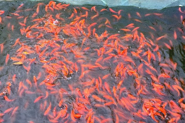 Cá chép làng Tân Cổ luôn được thị trường ưa chuộng vì có màu sắc đẹp, to đều, không có đốm đen.