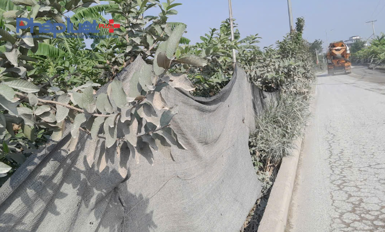 Bụi bẩn từ trạm sản xuất vật liệu xây dựng, xe tải chạy bụi bao phủ hoa màu, cây ăn quả của người dân.