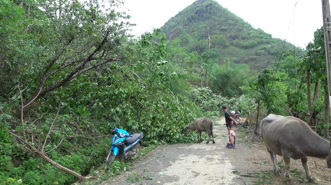 Nhiều cây xanh ở một số xã của huyện Si Ma Cai bị gió lốc làm gãy đổ (Ảnh: Trung tâm VHTTTT Si Ma Cai).