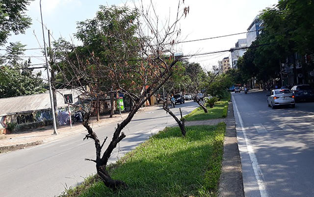 Những cây đào như những cành củi khô trên đường Lạc Long Quân