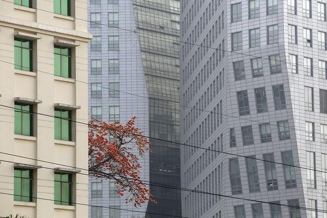 Một tán cây gạo đang độ nở hoa rực rỡ ẩn hiện bên cạnh những tòa nhà cao tầng.