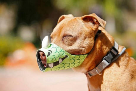 Nh&igrave;n mắt ch&uacute; ch&oacute; n&agrave;y ai m&agrave; nhịn được cười chứ.