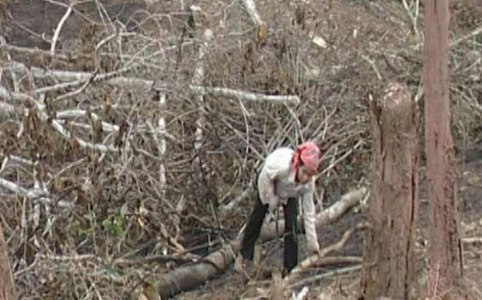 Hiện trường vụ phá rừng ở huyện Mường Nhé.