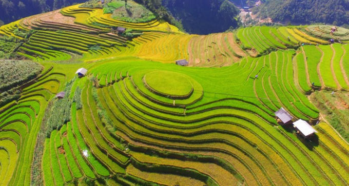 Đồi mâm xôi ở xã La Pán Tẩn là một trong những điểm đến nổi tiếng trong mùa vàng Mù Cang Chải, thu hút du khách đến thăm. Từ trên cao, bao quát cả triền đồi, bạn vẫn thấy nơi đây đan xen những màu xanh, vàng óng ả.