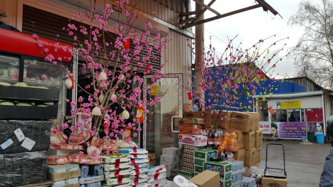 Hoa Đào, Hoa Mai khoe sắc trên xứ Bạch Dương. Ảnh: Tiến Hào